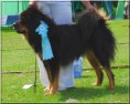 /album/p%c3%b5mmu%20galerii/tibetdog2008-pommu-seisakus-jpg/